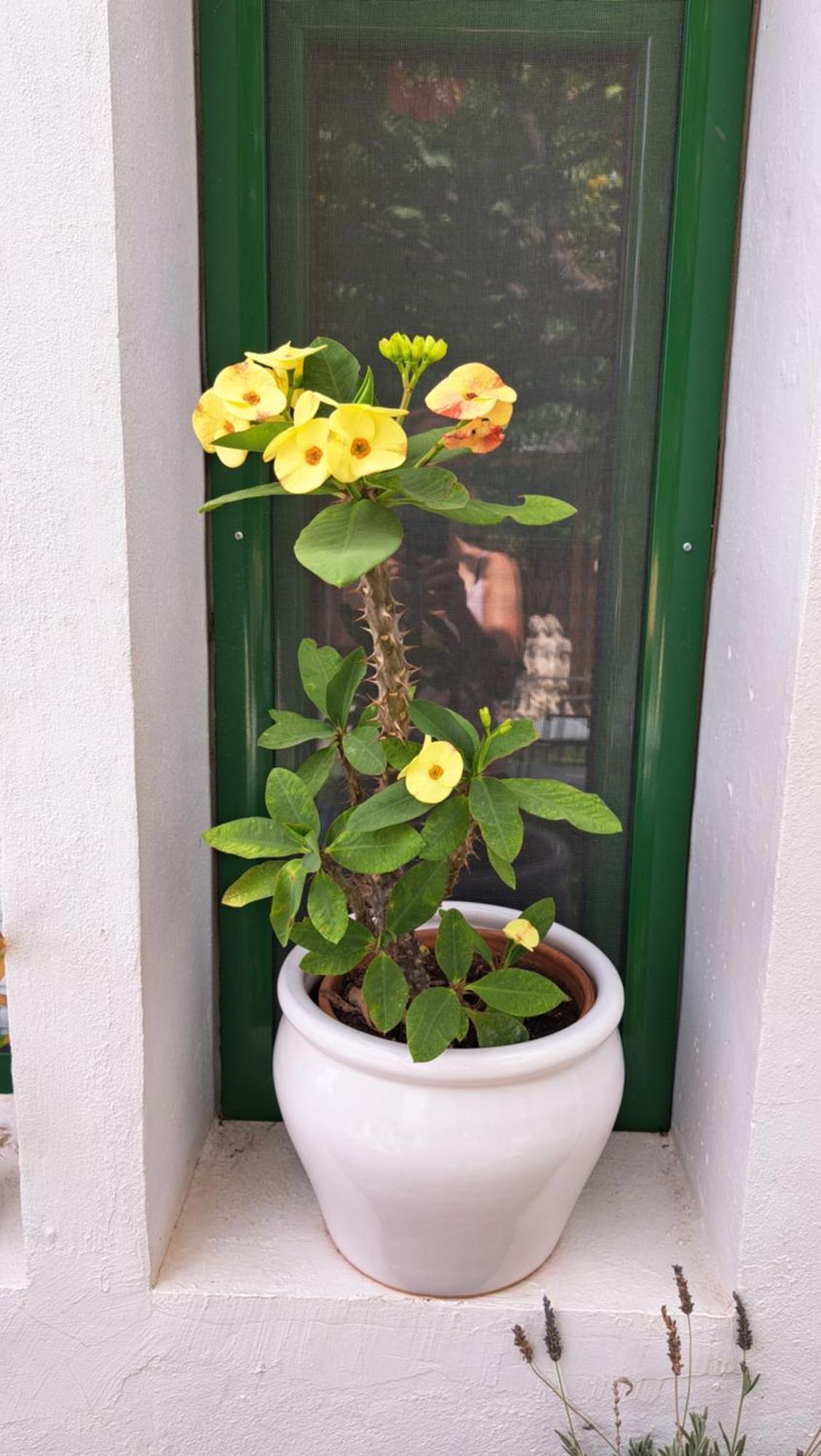 Penzion Casa Santana Segura Tejeda  Pokoj fotografie